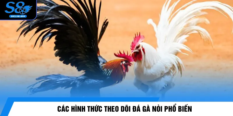 Các hình thức theo dõi đá gà nòi phổ biến