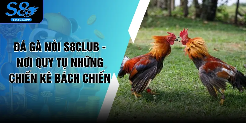 Đá Gà Nòi S8CLUB - Nơi Quy Tụ Những Chiến Kê Bách Chiến