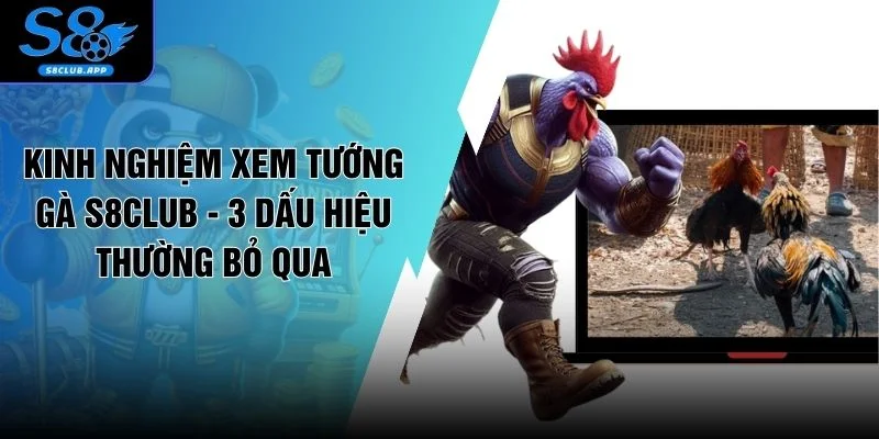 Kinh Nghiệm Xem Tướng Gà S8CLUB - 3 Dấu Hiệu Thường Bỏ Qua
