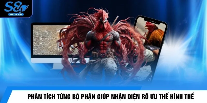 Phân tích từng bộ phận giúp nhận diện rõ ưu thế hình thể